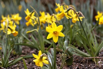 Fototapeta premium Spring-Flowers-Narcisses-Munich-Westpark, Growing flowers in the spring in the park