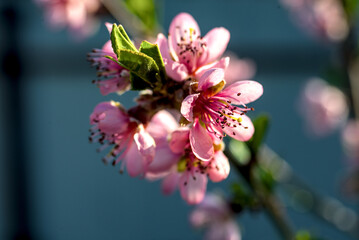 Pretty pink peach blossoms in April
