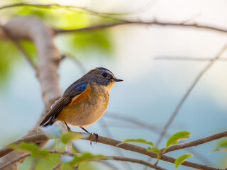 森の中で枝に留まっているルリビタキの雄