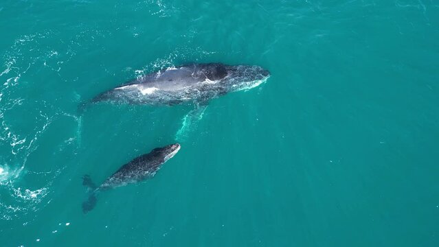 humpback whale mother and calf calf swimming in Pacific Ocean aerial footage