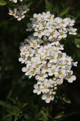 spirea in the garden in summer