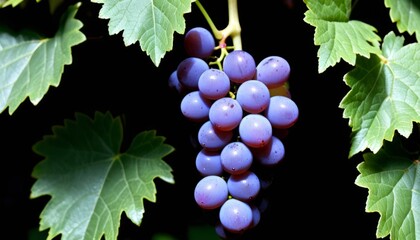 AI generated photo of a cluster of grapes nestled in green leaves
