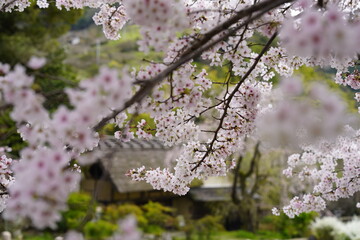 桜に囲まれた古民家　史跡賀名生皇居 - obrazy, fototapety, plakaty