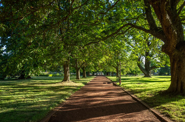 Obraz premium A scenic path lined with mature trees offers a shady escape in a tranquil public park. Sunlight filters through the leaves of lush green trees. Ballarat Botanic Gardens, VIC Australia.