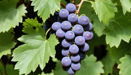 AI generated photo of a cluster of grapes nestled in green leaves
