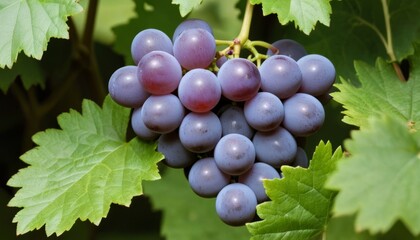 AI generated photo of a cluster of grapes nestled in green leaves
