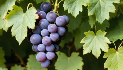 AI generated photo of a cluster of grapes nestled in green leaves
