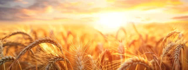 Rolgordijnen A golden wheat field in close-up. Beautiful natural landscape at sunset. Rural landscape under bright sunlight © Goolya
