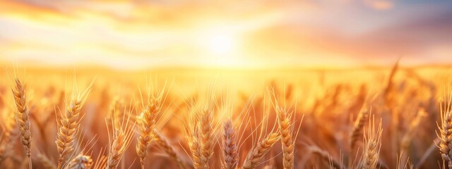 A golden wheat field in close-up. Beautiful natural landscape at sunset. Rural landscape under bright sunlight
