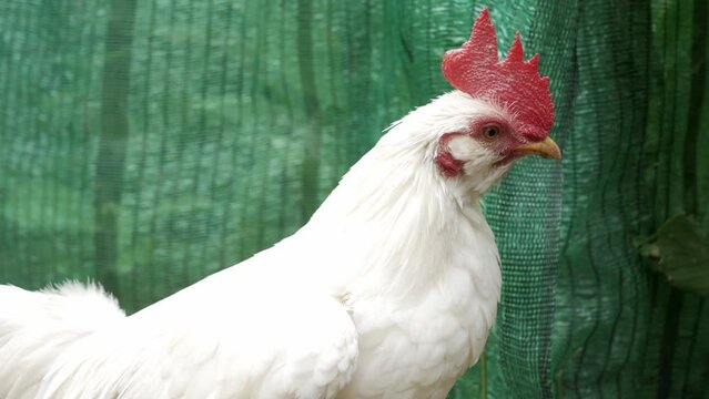 white chicken rooster in free range farm while relaxing in daytime,head shot video of chicken hen