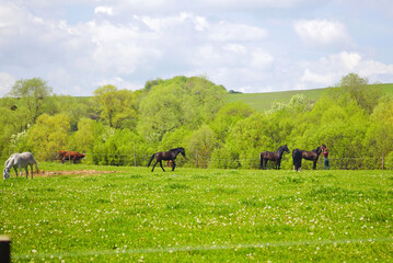 Spring landscape from a farm - horses and a cow are running on a green meadow (Viscri village,...