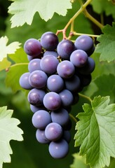 AI generated photo of a cluster of grapes nestled in green leaves
