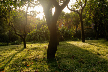 alberi al sole 