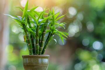 Lucky bamboo (Dracaena sanderiana) in Flowerpot Closeup, Lucky bamboo Macro House Plant