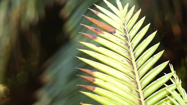 Dioon mejiae is species of cycad (Honduras and Nicaragua). Names include palma teosinte, teocinte, teocinta (female), teocintle, teocsinte, teosinte, tiusinte, tusinte or sacred ear.