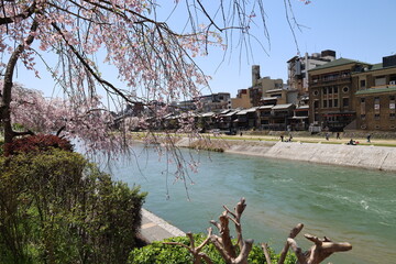 A scene of Japanese rivers : Kamo-gawa River running through Kyoto...