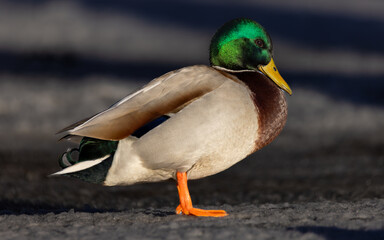 duck