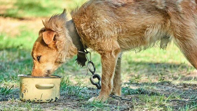 Shaggy red-haired dog on chain eating his food from pan.