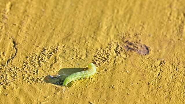 Green Caterpillar of butterfly Noctuidae. Noctuidae, owlet moths, cutworms or armyworms, is most controversial family in superfamily Noctuoidea.