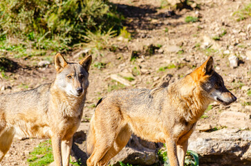 Naklejka na ściany i meble two standing Iberian wolves, Canis Lupus signatus