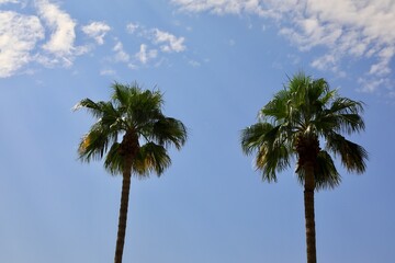 Obraz premium Palm trees on the tropical sky