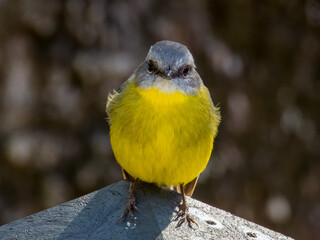 Eastern Yellow Robin in New South Wales Australia