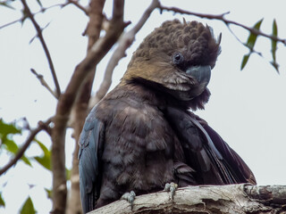 Glossy Black-Cockatoo in New South Wales Australia