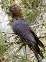 Glossy Black-Cockatoo in New South Wales Australia