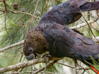 Glossy Black-Cockatoo in New South Wales Australia