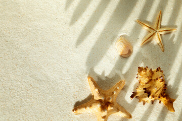 Shells, starfish and the shadow of a palm tree on the sand. - 782006614