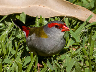 Red-browed Firetail in New South Wales Australia