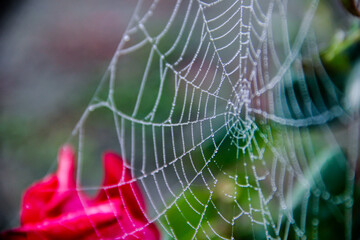 Spider web with red rose in the background, shallow depth of field