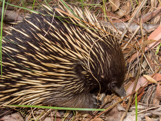 Short-beaked Echidna in New South Wales Australia