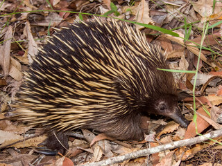 Short-beaked Echidna in New South Wales Australia
