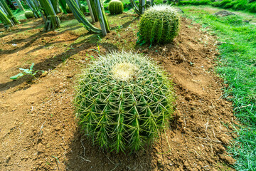 big cactus in the park. - 782007242