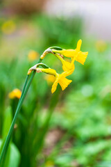 Two beautiful daffodils in bloom in spring