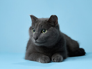 A grey cat with emerald eyes lounges against a blue background, exuding calm. Its soft fur and relaxed pose contrast beautifully with the serene backdrop, inviting admiration - 782008892