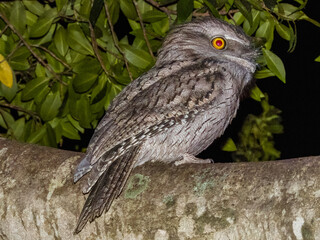 Tawny Frogmouth in New South Wales Australia