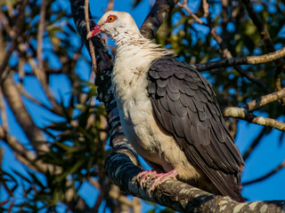 White-headed Pigeon in New South Wales Australia