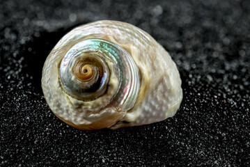 Turbo marmoratus shell on a black sand background