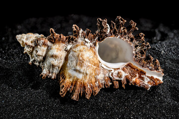 Hexaplex princeps shell on a black sand background