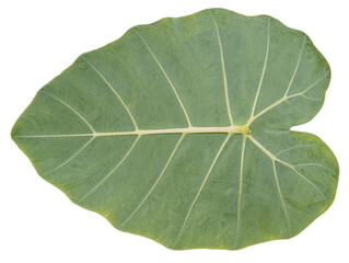 Green Colocasia leaf or Caladium leaf isolate on white background, Elephant Ear on white background with clipping path.