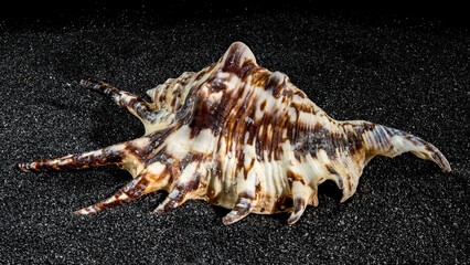 Spider conch shell on a black sand background