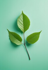 green leaves on a blue background
