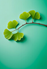 Green ginkgo biloba leaves on green background. 