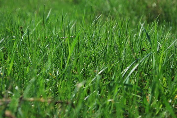 Forest of fresh soft grass