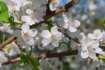 Cluster of white spring flowers on a branch
