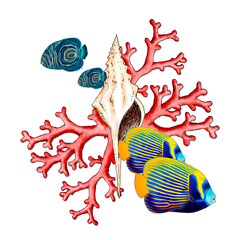 Illustrated composition of marine elements such as fish, shells and corals