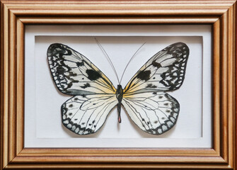 a white butterfly in a white frame on a white background.