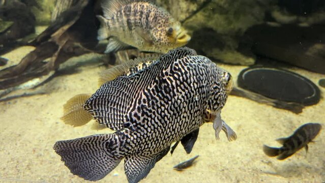 Managuense or Jaguar Cichlid fish, Parachromis managuensis swims in the aquarium close-up.